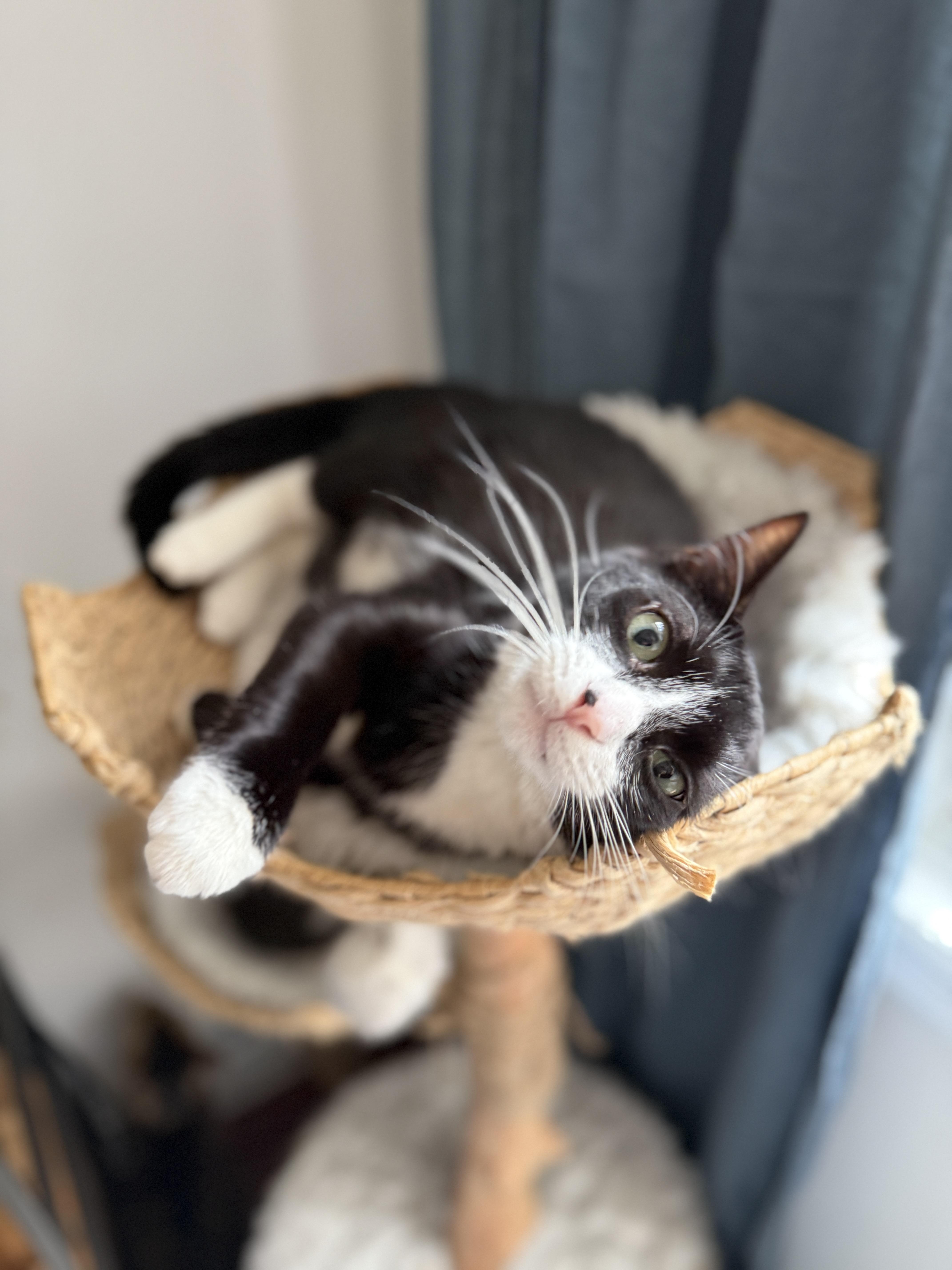 Enlarge Blaze, a Adoptable Domestic Short Hair in Brooklyn, NY image 2/5