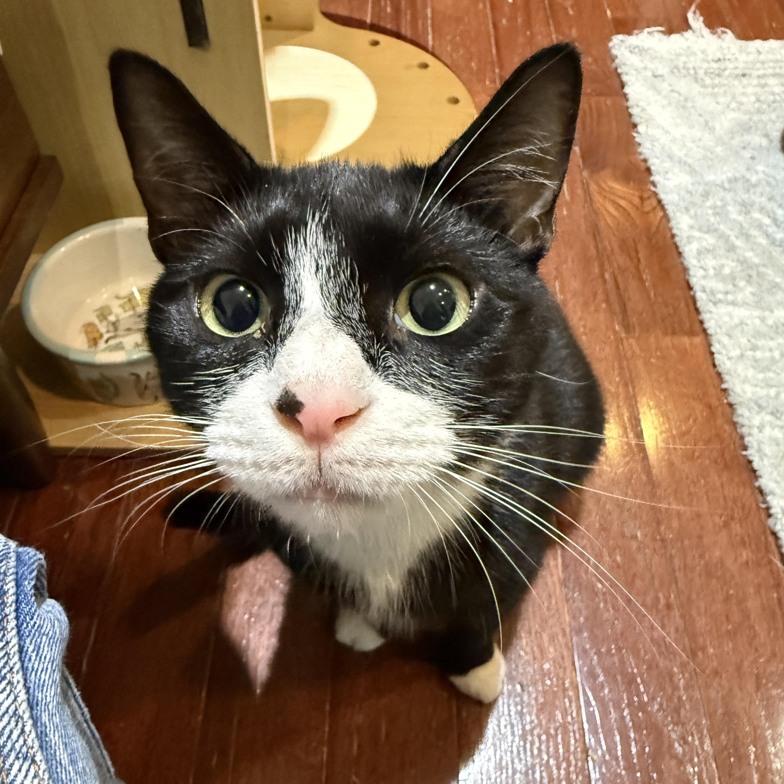 Enlarge Blaze, a Adoptable Domestic Short Hair in Brooklyn, NY image 5/5