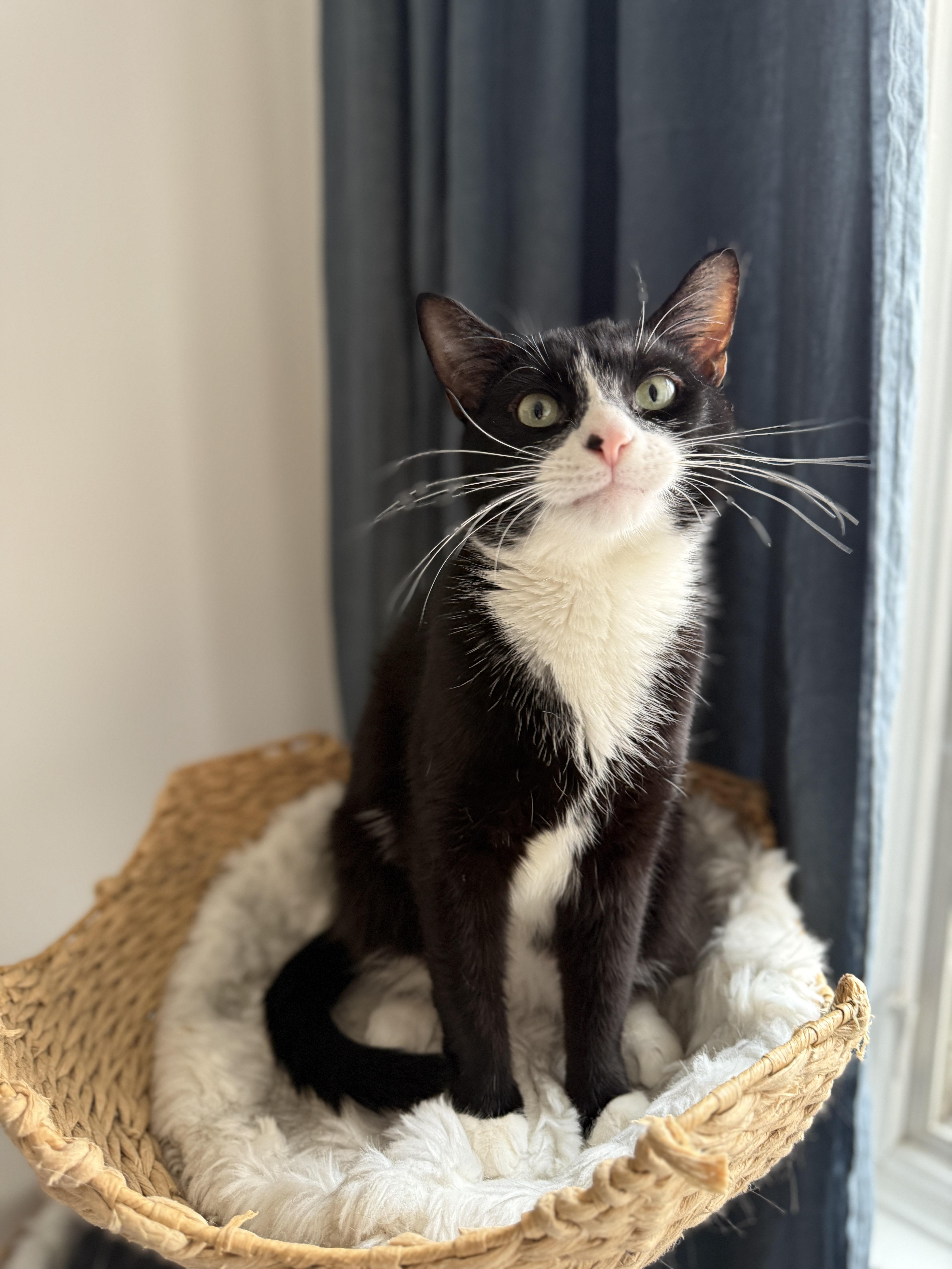 Enlarge Blaze, a Adoptable Domestic Short Hair in Brooklyn, NY image 1/5