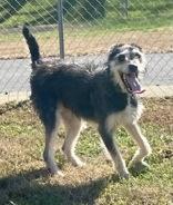 Bobby, Adoptable, Adult Male Irish Wolfhound.