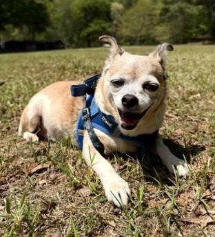Enlarge Piggie, a Adoptable Chihuahua in Attalla, AL image 1/3