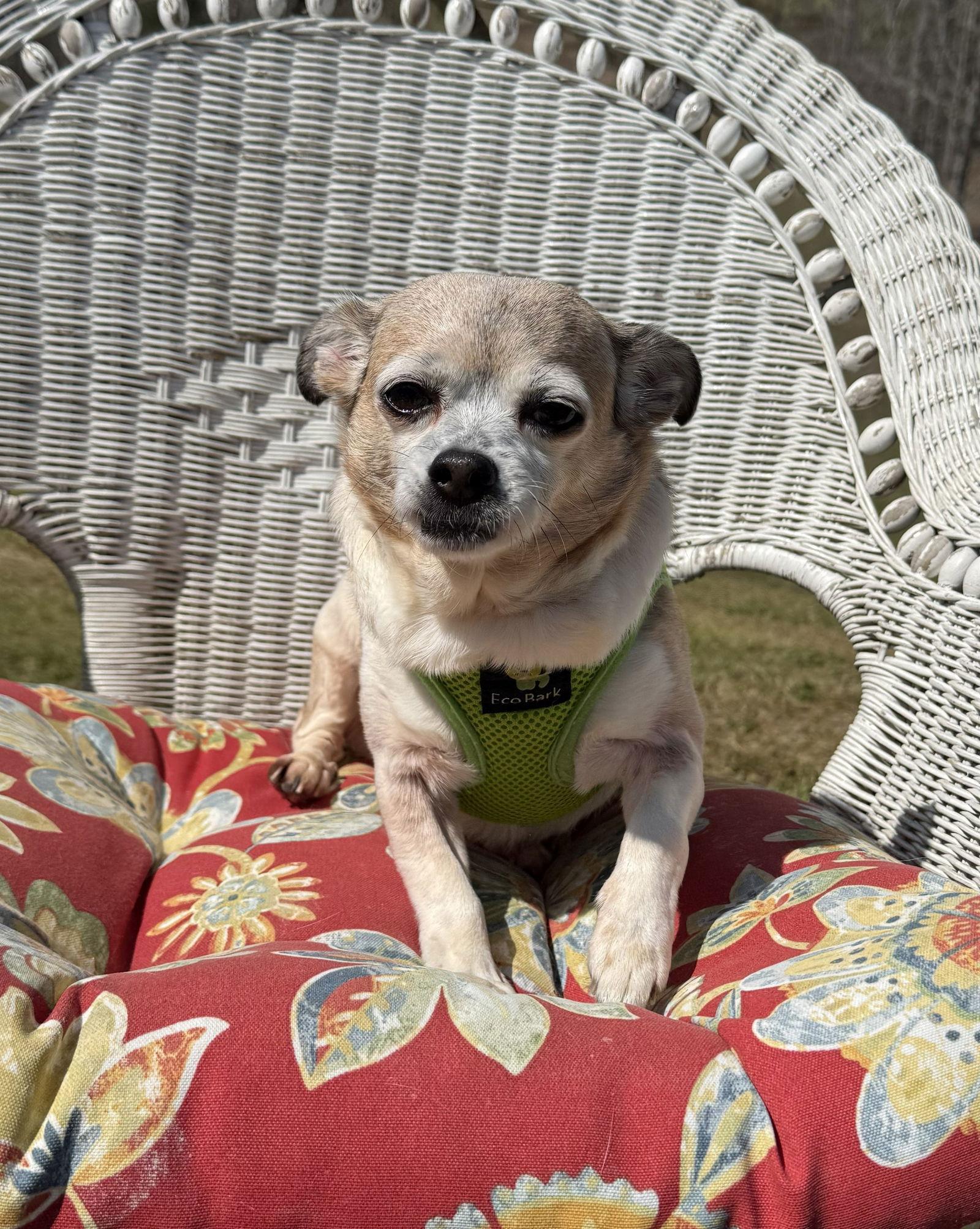 Enlarge Piggie, a Adoptable Chihuahua in Attalla, AL image 2/3