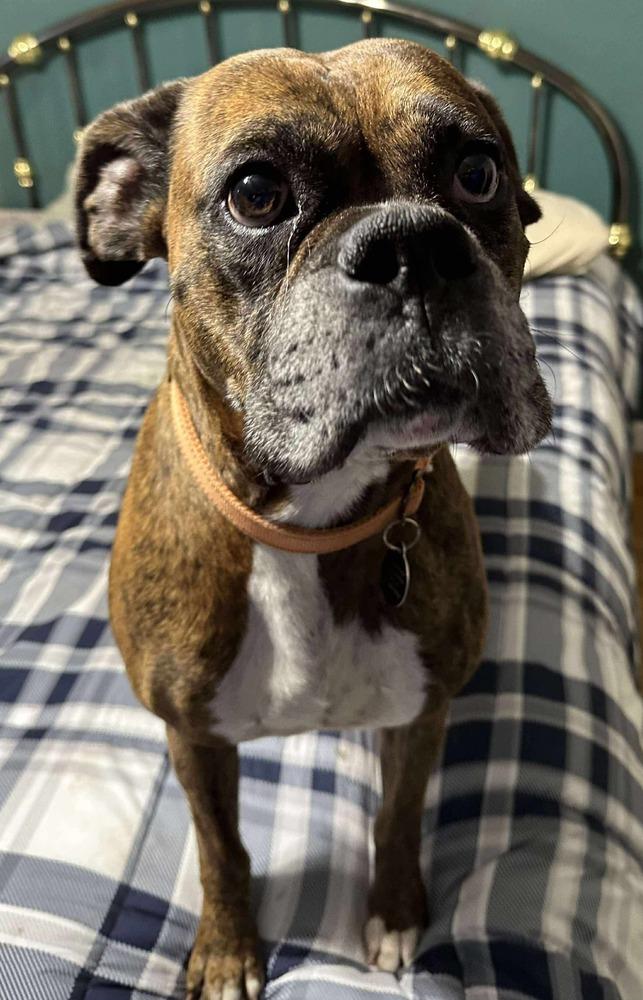 Chopper, Adoptable, Adult Male Boxer.