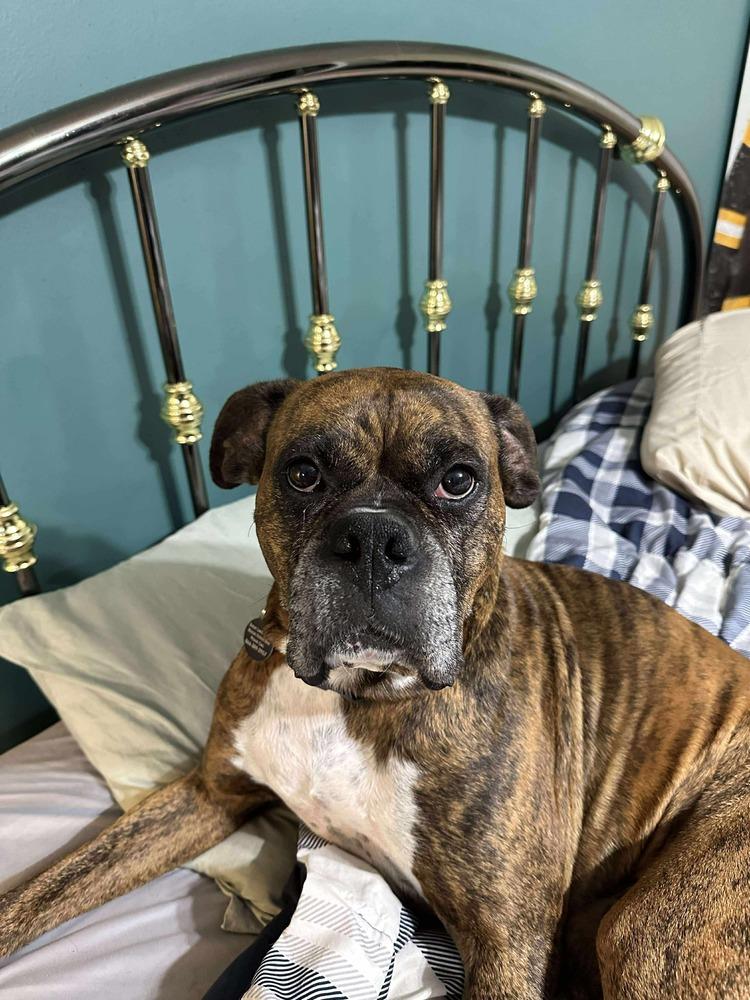Enlarge Chopper, a Adoptable Boxer in Sanford, MI image 2/6