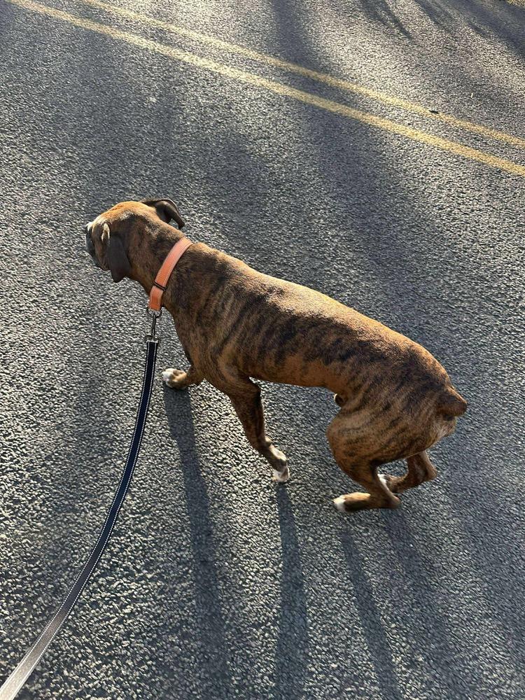 Enlarge Chopper, a Adoptable Boxer in Sanford, MI image 3/6