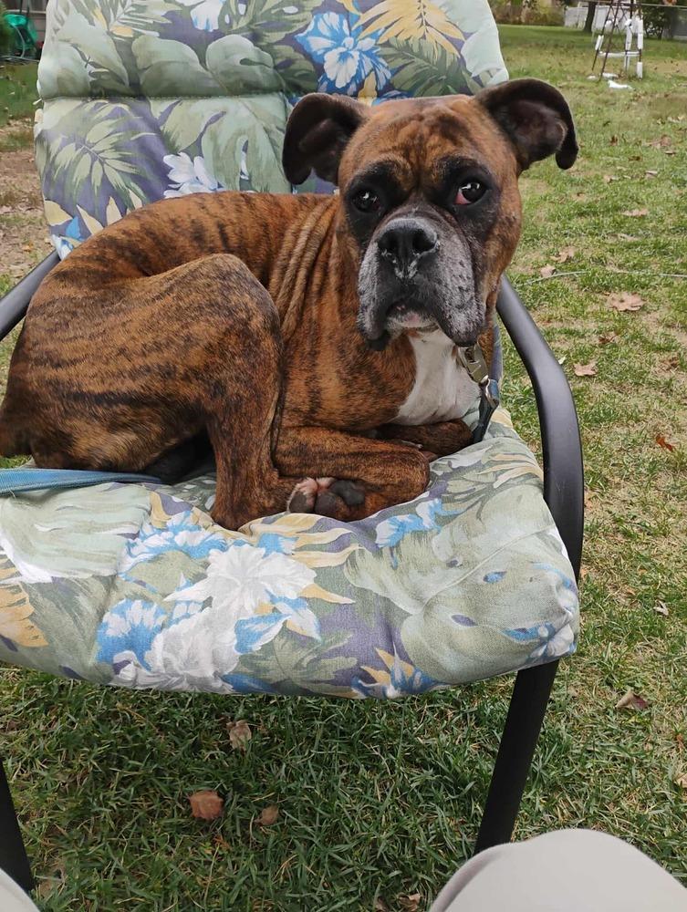Enlarge Chopper, a Adoptable Boxer in Sanford, MI image 4/6
