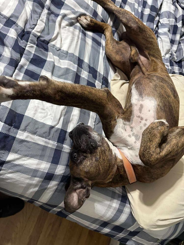 Enlarge Chopper, a Adoptable Boxer in Sanford, MI image 5/6