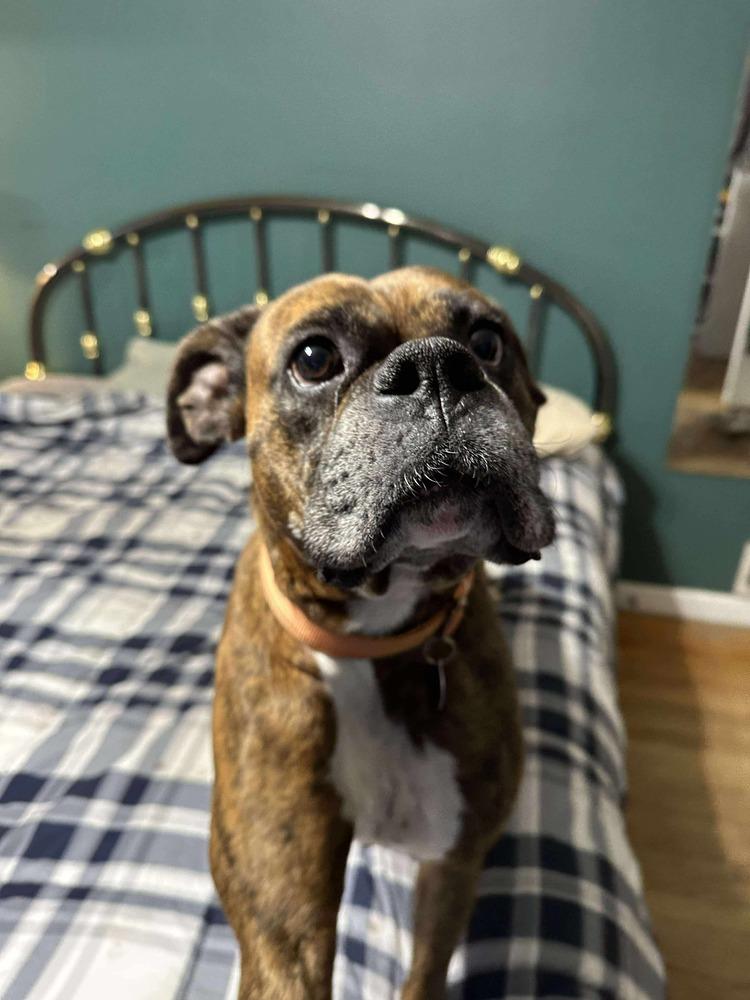 Enlarge Chopper, a Adoptable Boxer in Sanford, MI image 6/6