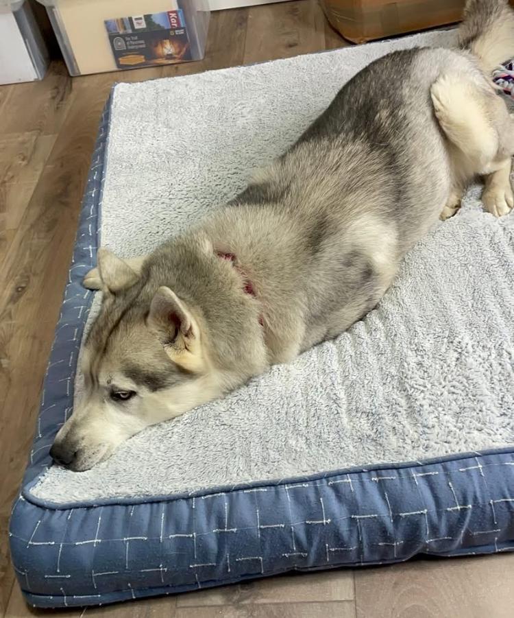 Granite, a Adoptable mixed breed in Long Beach, WA image 3/4