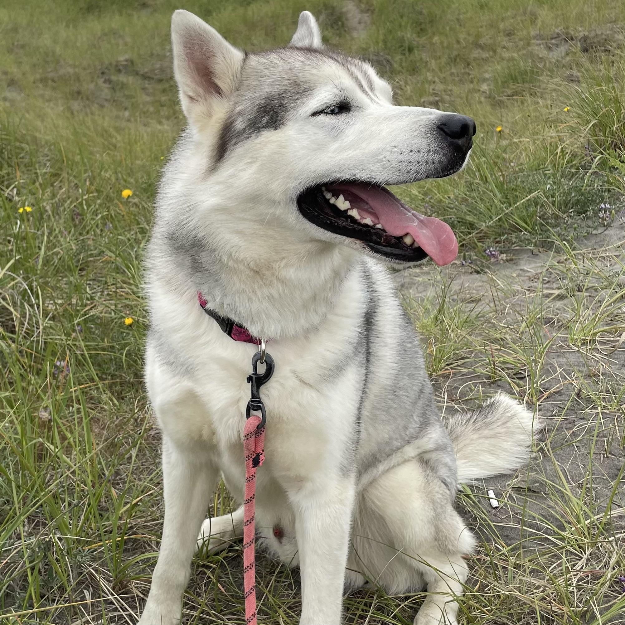 Granite, a Adoptable mixed breed in Long Beach, WA image 4/4