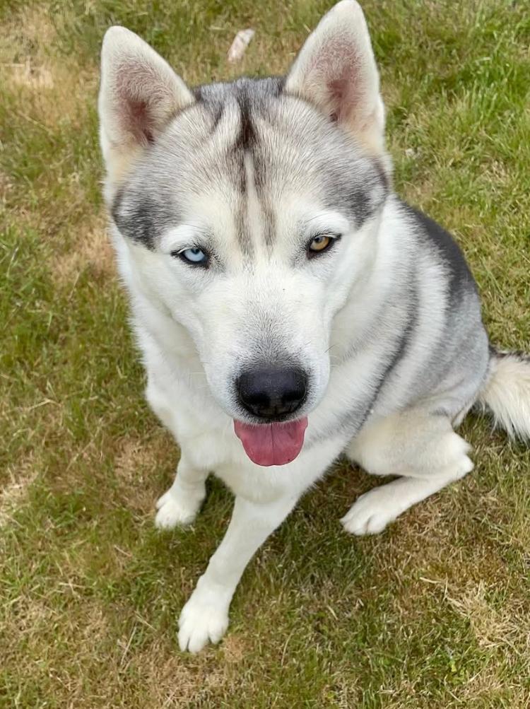 Granite, Adoptable, Adult Male Siberian Husky.