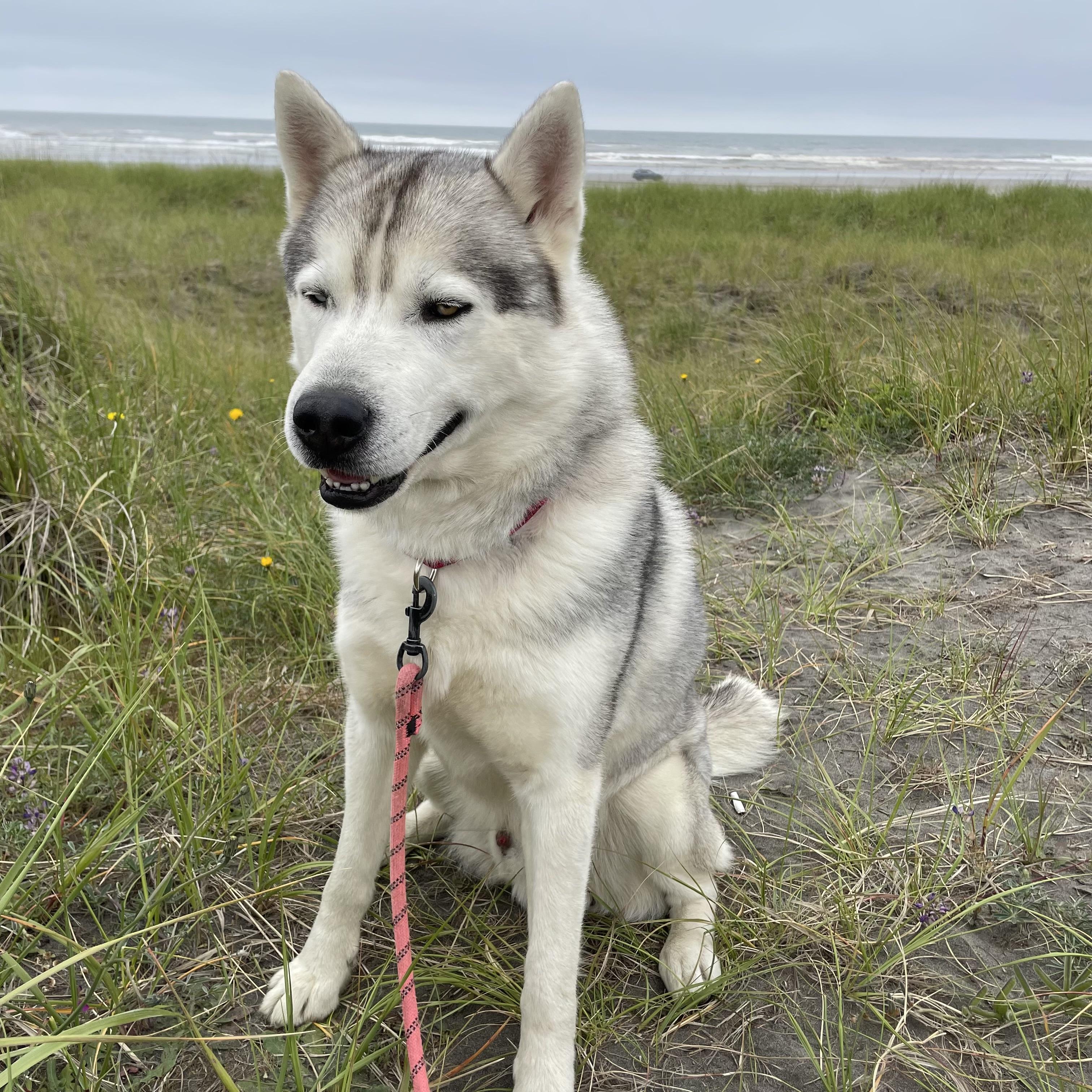 Granite, a Adoptable mixed breed in Long Beach, WA image 2/4