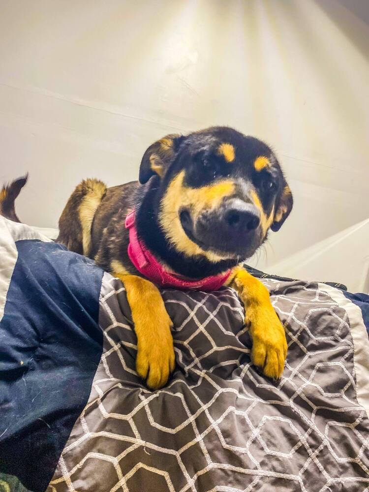 Enlarge Felicia, a Adopted mixed breed in Dallas, TX image 1/5