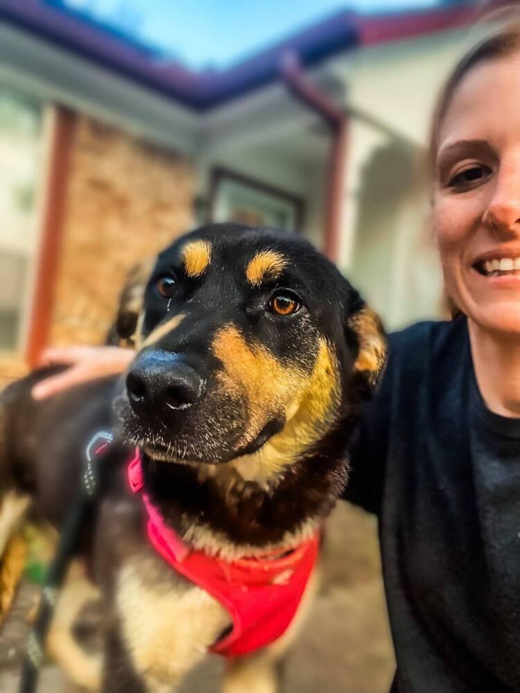 Enlarge Felicia, a Adopted mixed breed in Dallas, TX image 3/5