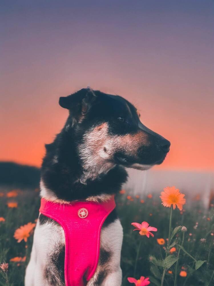 Enlarge Felicia, a Adopted mixed breed in Dallas, TX image 4/5