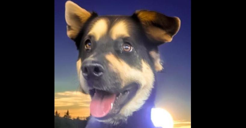 Enlarge Felicia, a Adopted mixed breed in Dallas, TX image 5/5