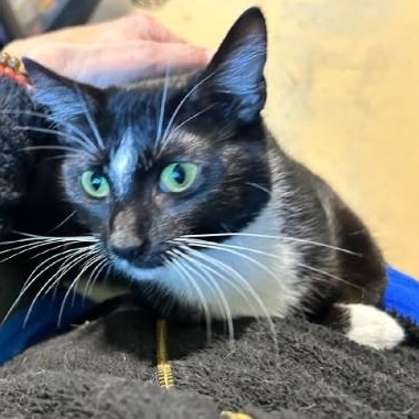 Morticia, a ADOPTABLE mixed breed in Bolingbrook, IL image 4/5