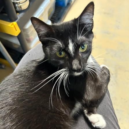 Morticia, a ADOPTABLE mixed breed in Bolingbrook, IL image 3/5