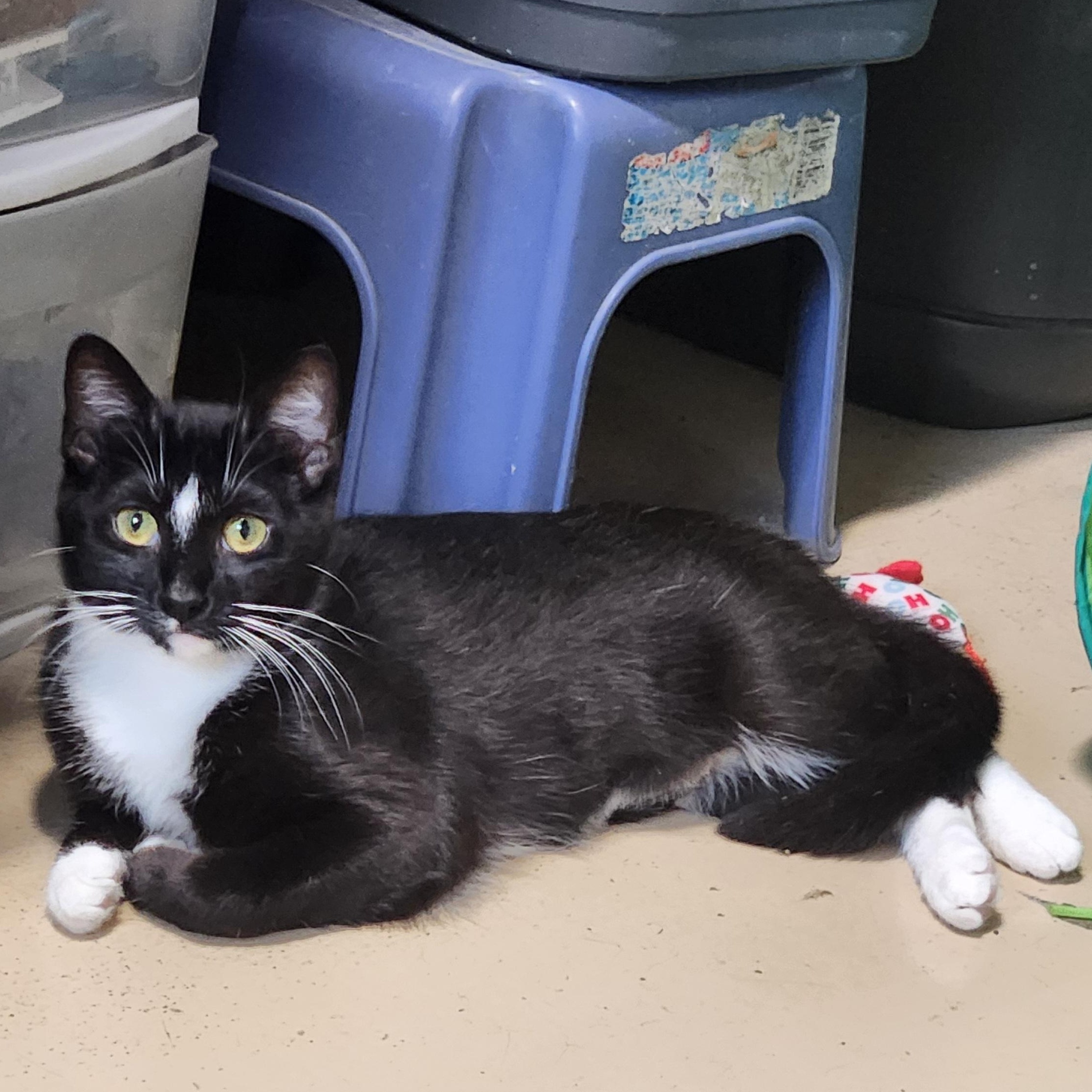 Morticia, a ADOPTABLE mixed breed in Bolingbrook, IL image 1/5