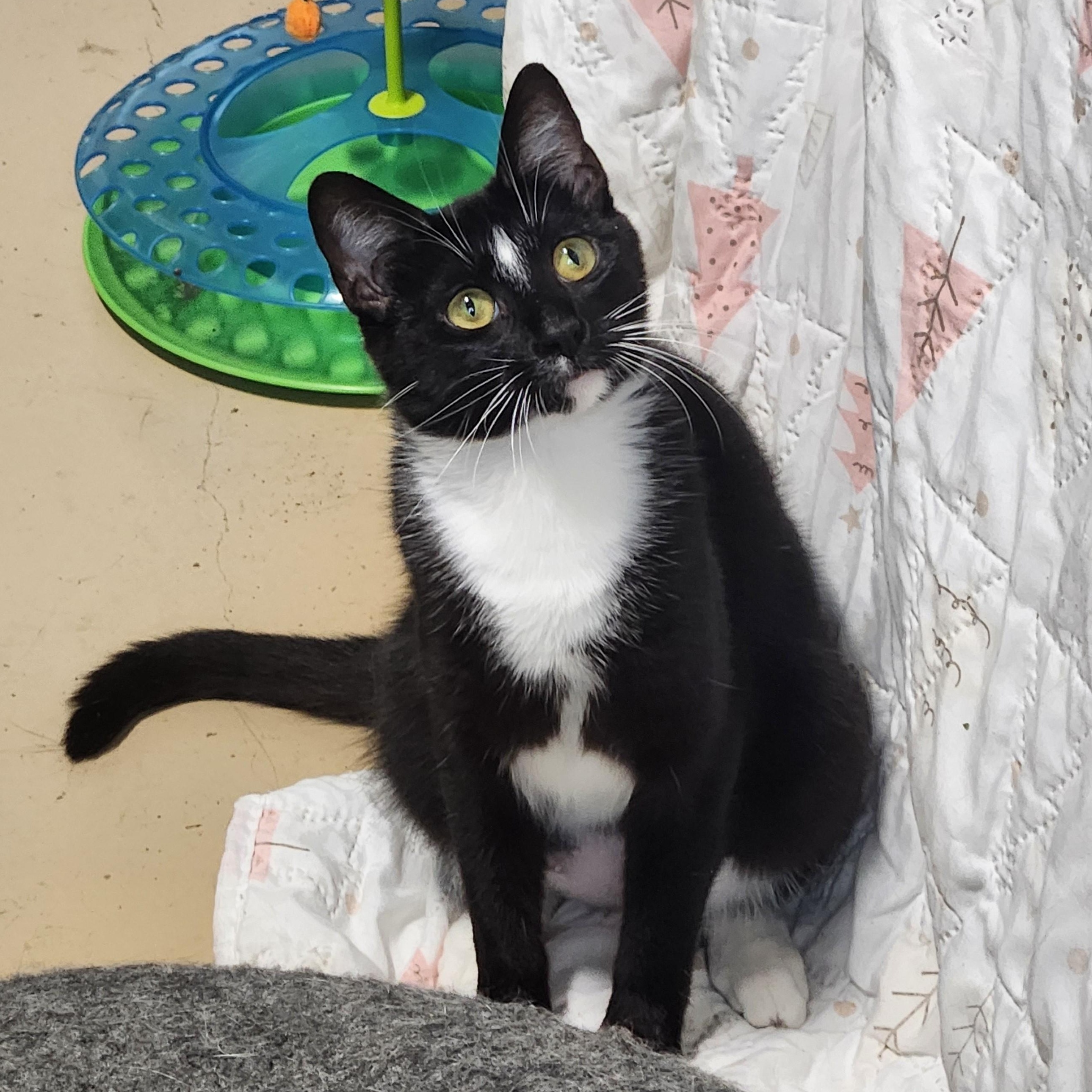 Morticia, a ADOPTABLE mixed breed in Bolingbrook, IL image 2/5