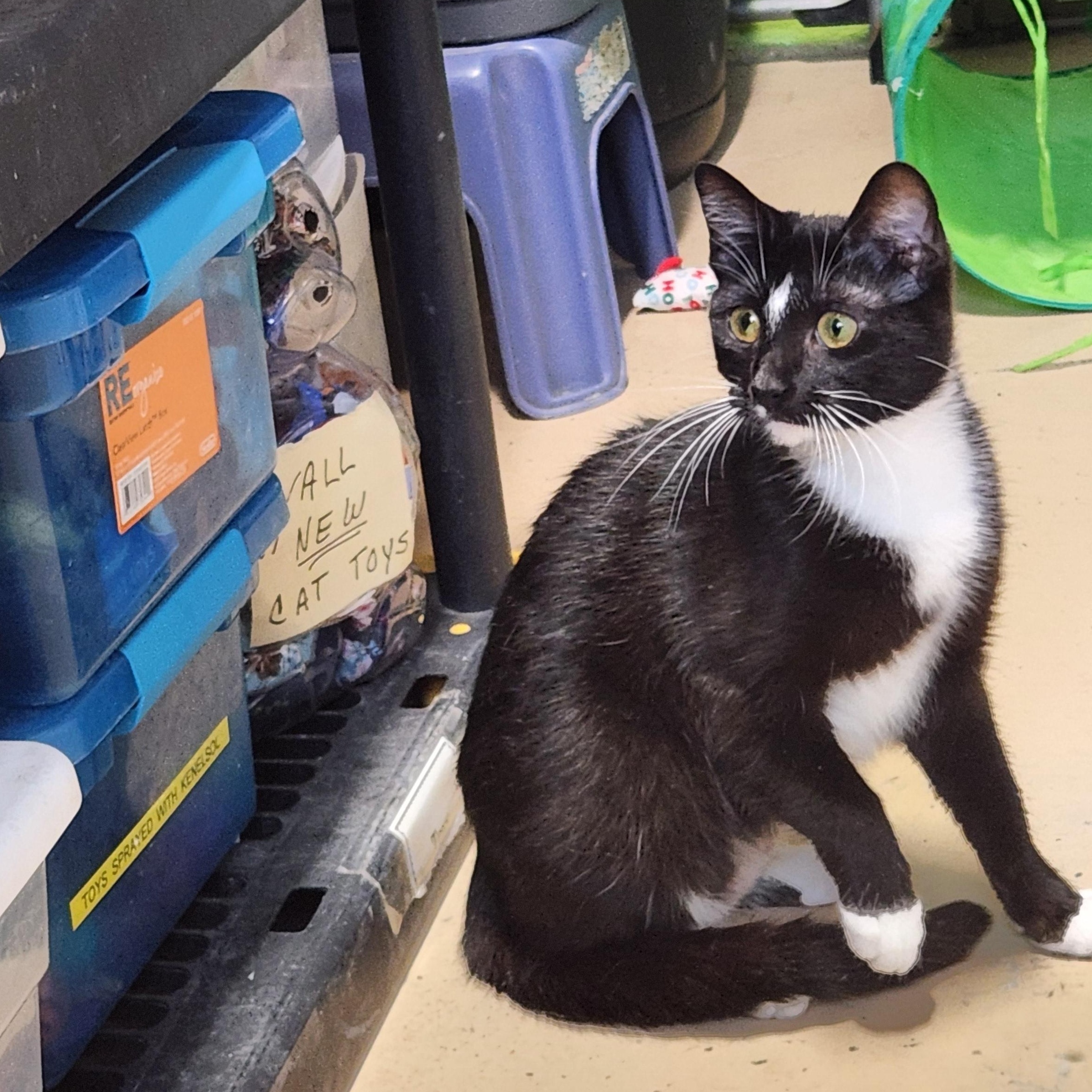 Morticia, a ADOPTABLE mixed breed in Bolingbrook, IL image 5/5