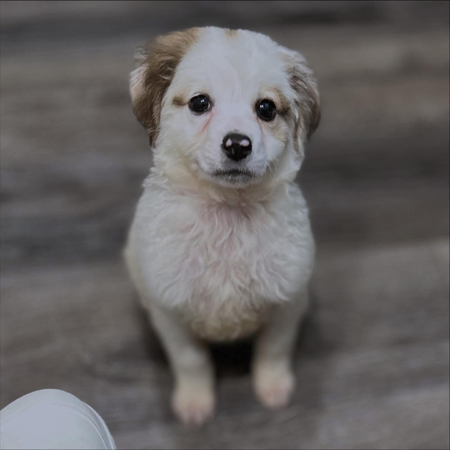Diablo, an adoptable Sheepadoodle, Miniature Poodle in West Falls, NY, 14170 | Photo Image 1