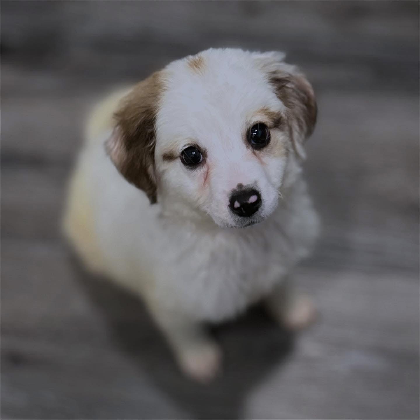 Diablo, an adoptable Sheepadoodle, Miniature Poodle in West Falls, NY, 14170 | Photo Image 2
