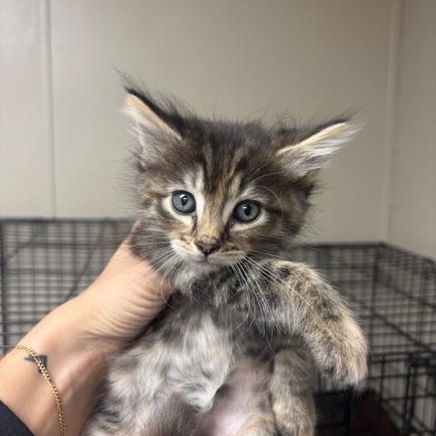 Roxy, Baby Female Domestic Medium Hair