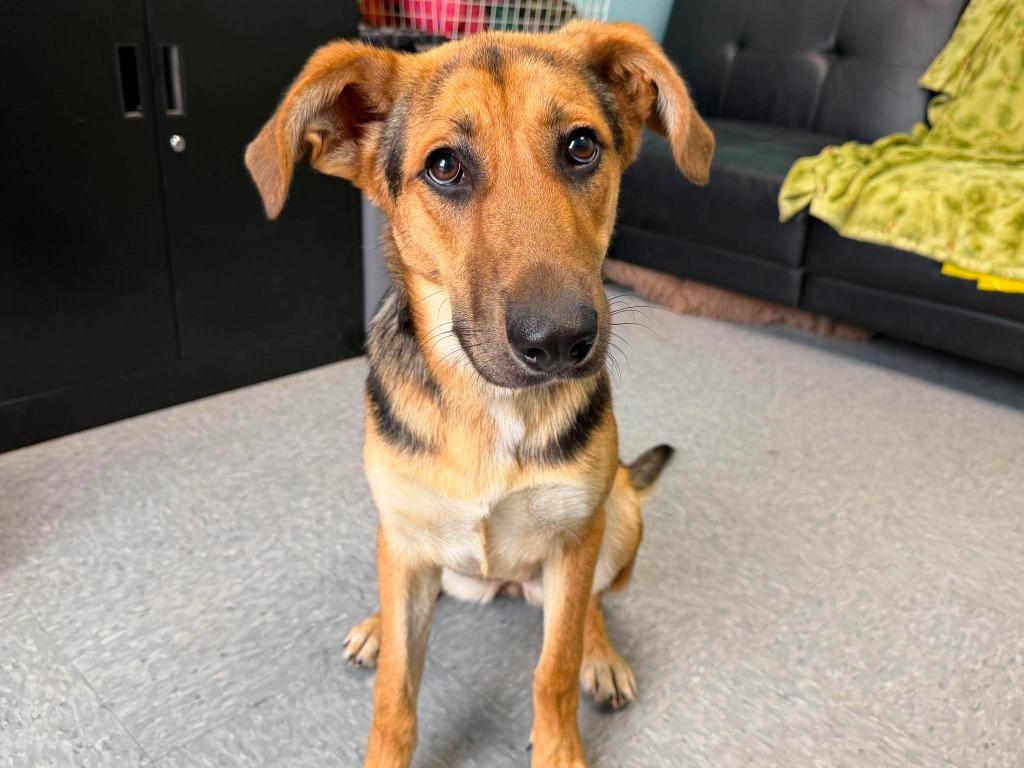 Fern, Adoptable, Puppy Female German Shepherd Dog & Mixed Breed.