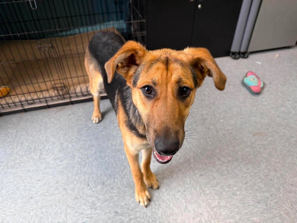 Fern, a Adoptable mixed breed in Raleigh, NC image 2/6