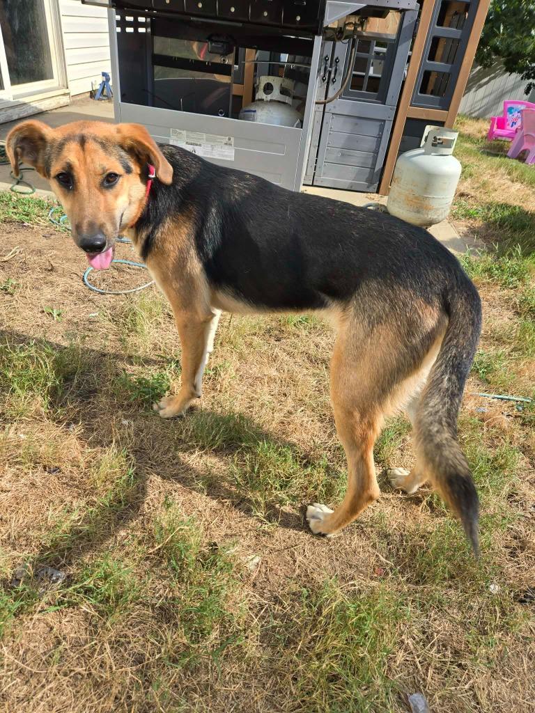 Fern, a Adoptable mixed breed in Raleigh, NC image 4/6