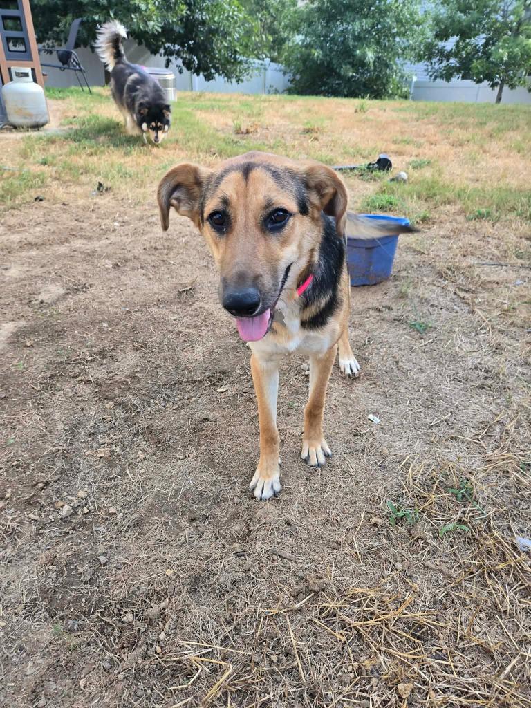 Fern, a Adoptable mixed breed in Raleigh, NC image 5/6