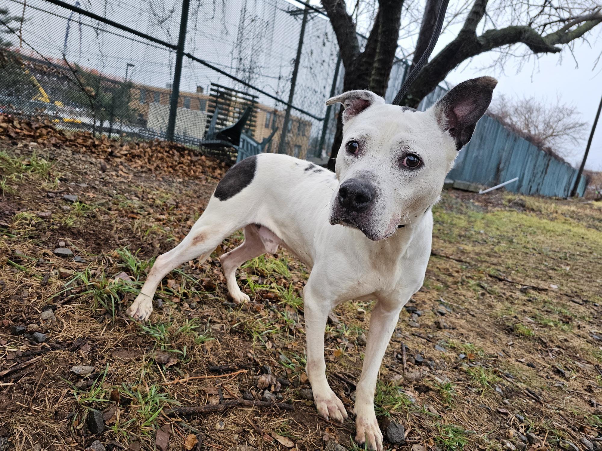 Spot, Adoptable, Adult Male Pit Bull Terrier.