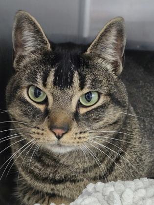 Enlarge Tumnus, an adopted Domestic Short Hair in Prineville, OR image 1/3