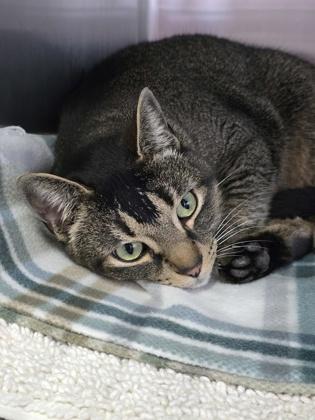 Enlarge Tumnus, an adopted Domestic Short Hair in Prineville, OR image 2/3