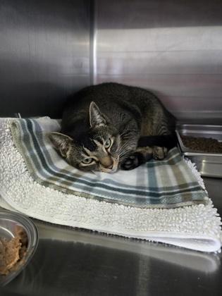 Enlarge Tumnus, an adopted Domestic Short Hair in Prineville, OR image 3/3