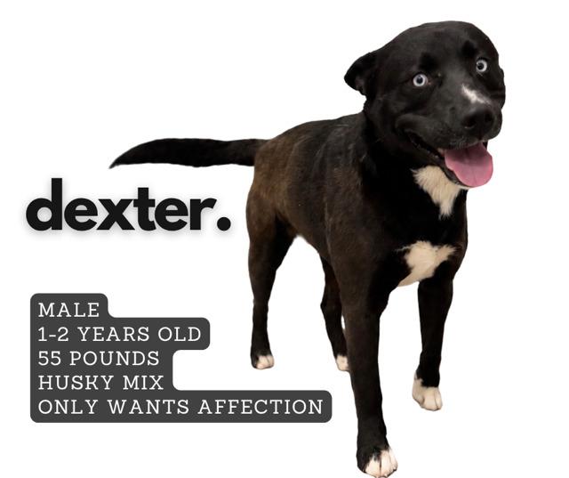 Enlarge Dexter, a Adoptable mixed breed in Ashland, KY image 1/1