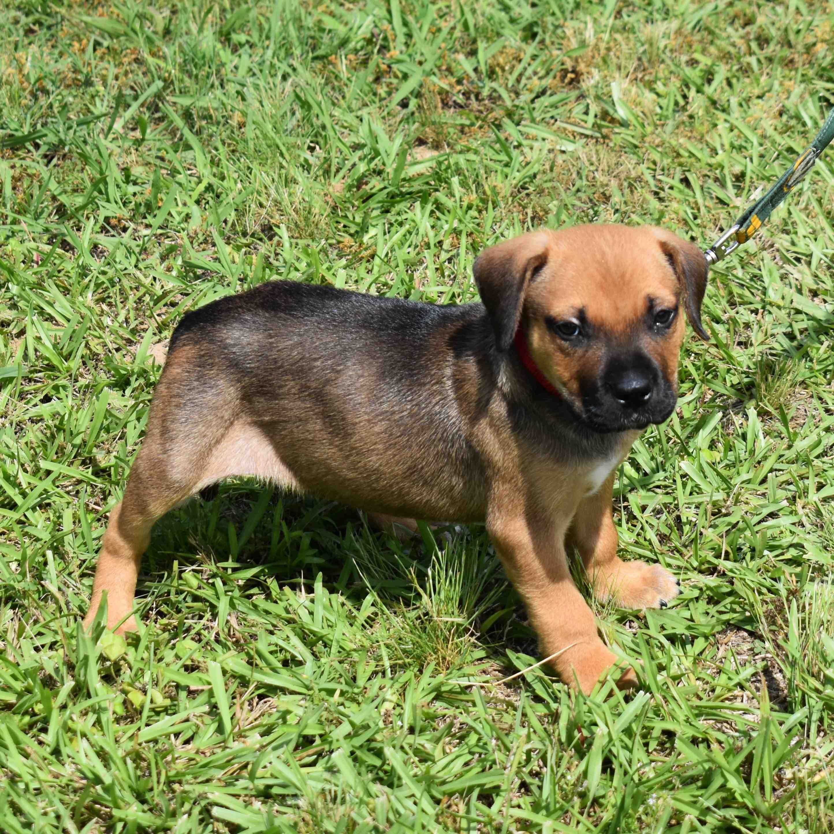 Mater, an adopted Mixed Breed in Searcy, AR image 6/6