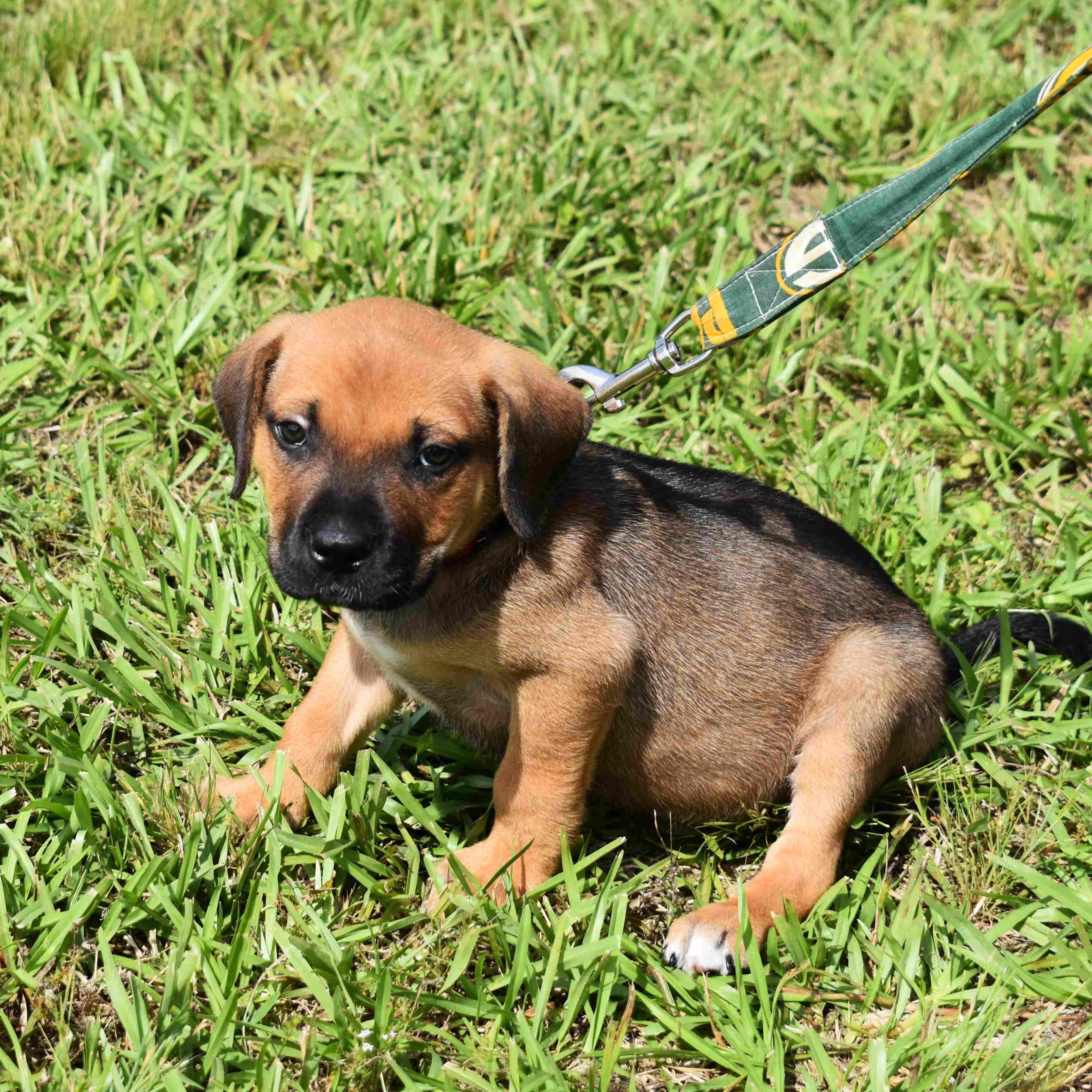 Mater, an adopted Mixed Breed in Searcy, AR image 5/6