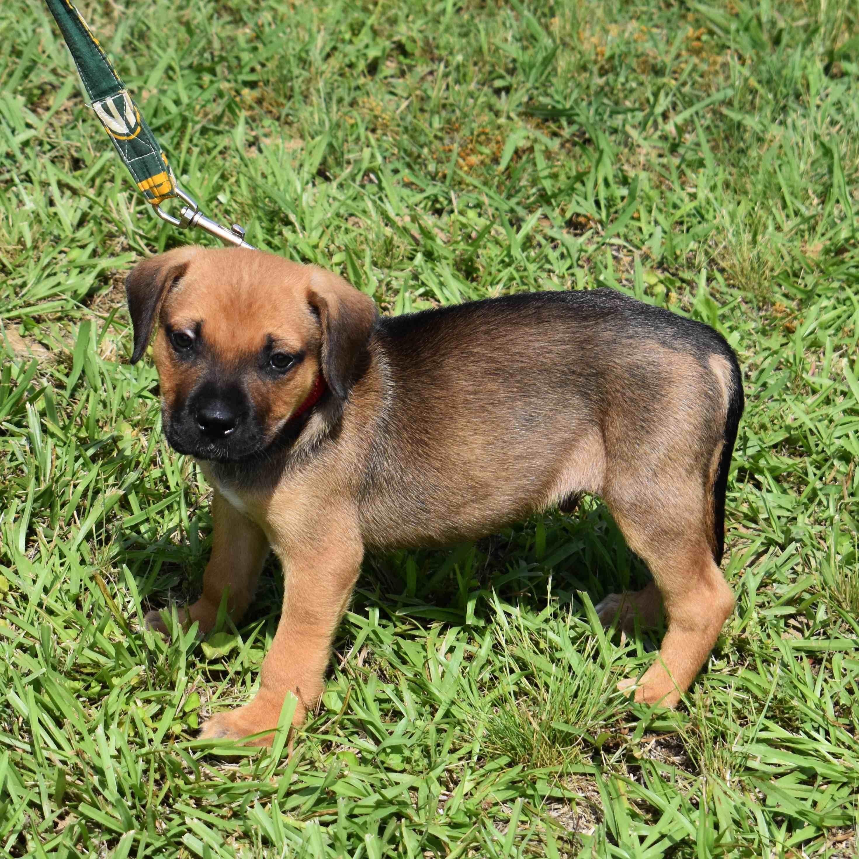 Mater, adopted, Puppy Male Mixed Breed.