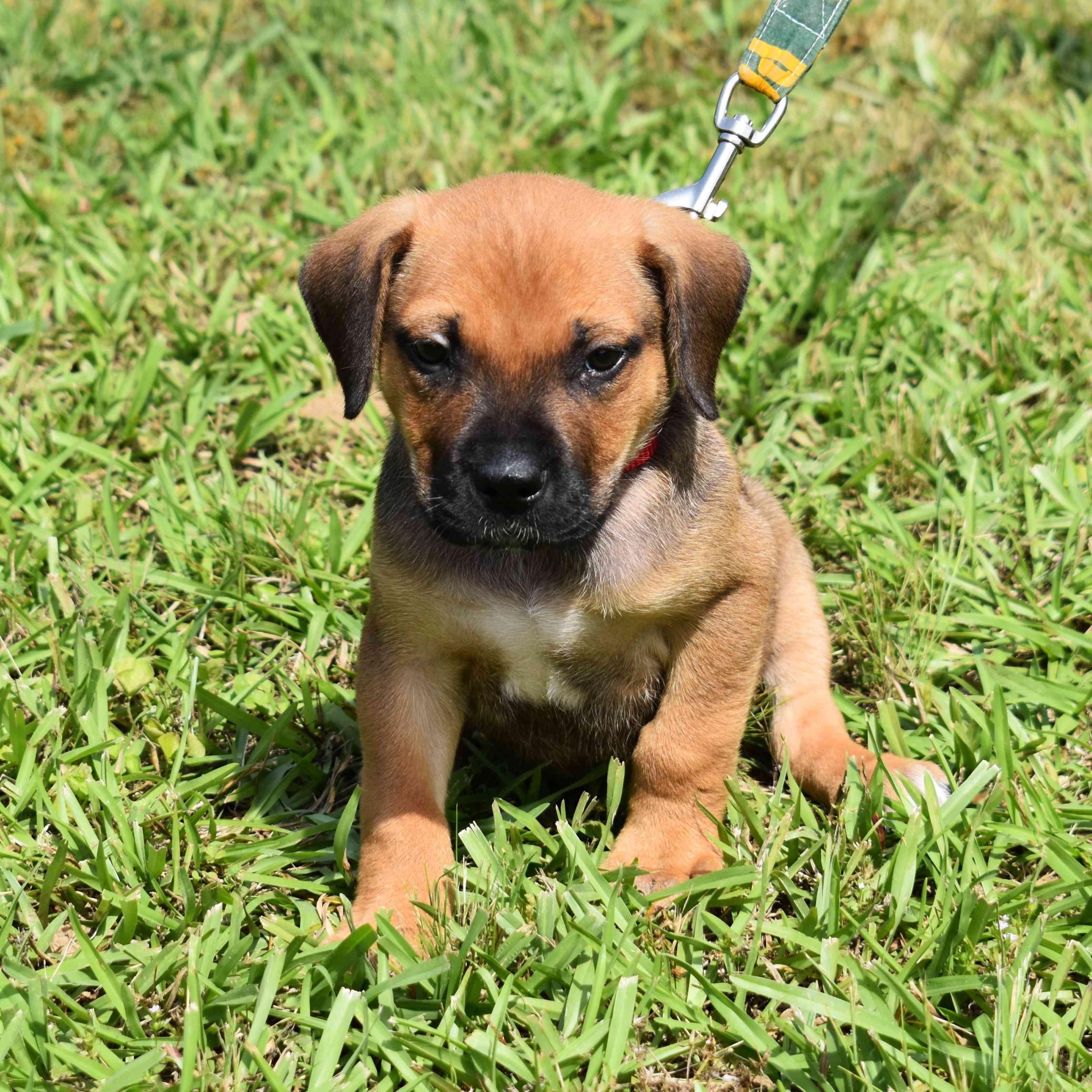 Mater, an adopted Mixed Breed in Searcy, AR image 2/6