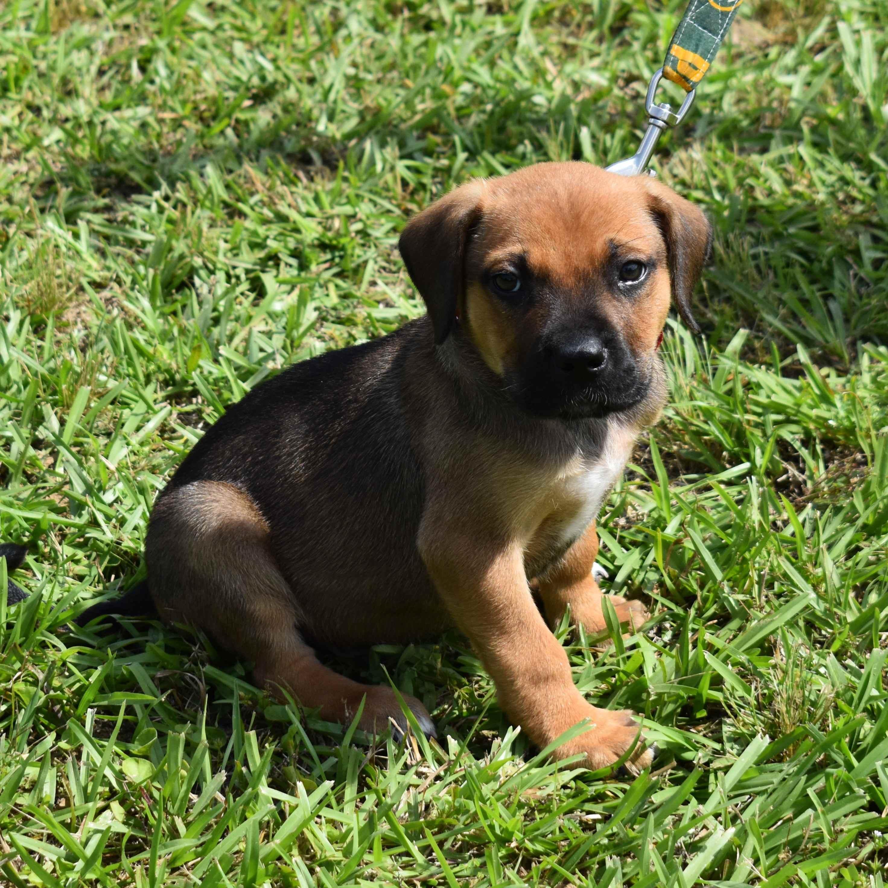 Mater, an adopted Mixed Breed in Searcy, AR image 3/6