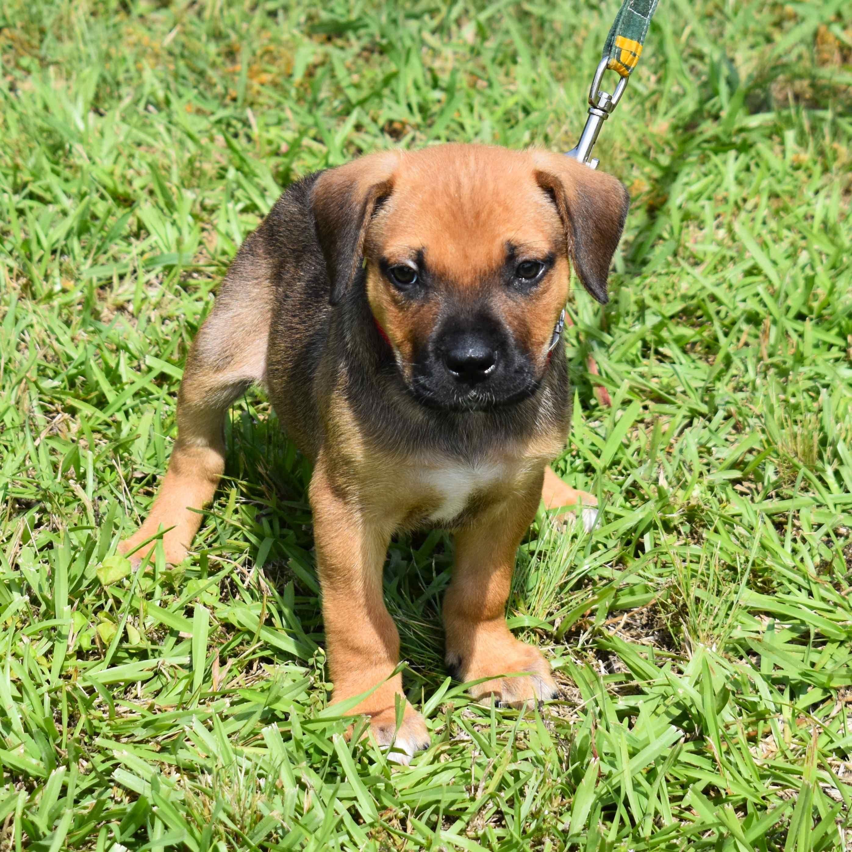 Mater, an adopted Mixed Breed in Searcy, AR image 4/6
