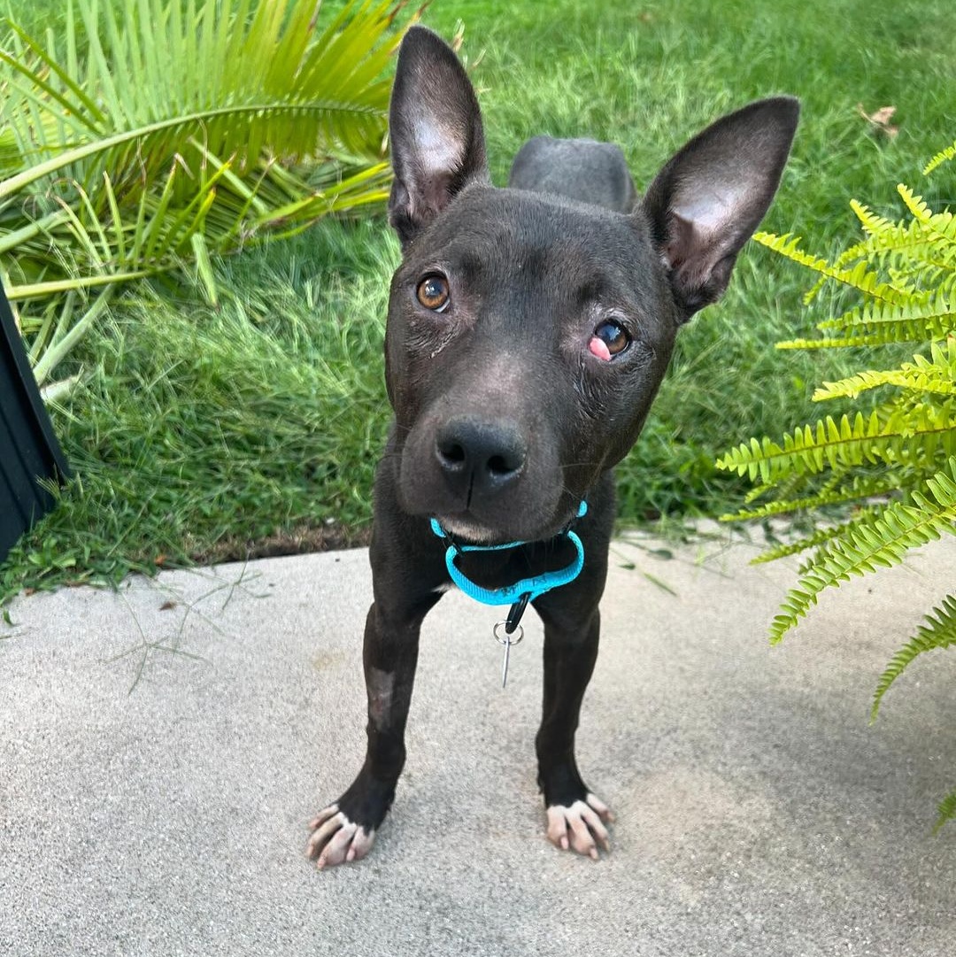 Popeye, a Adoptable mixed breed in Detroit, MI image 3/5