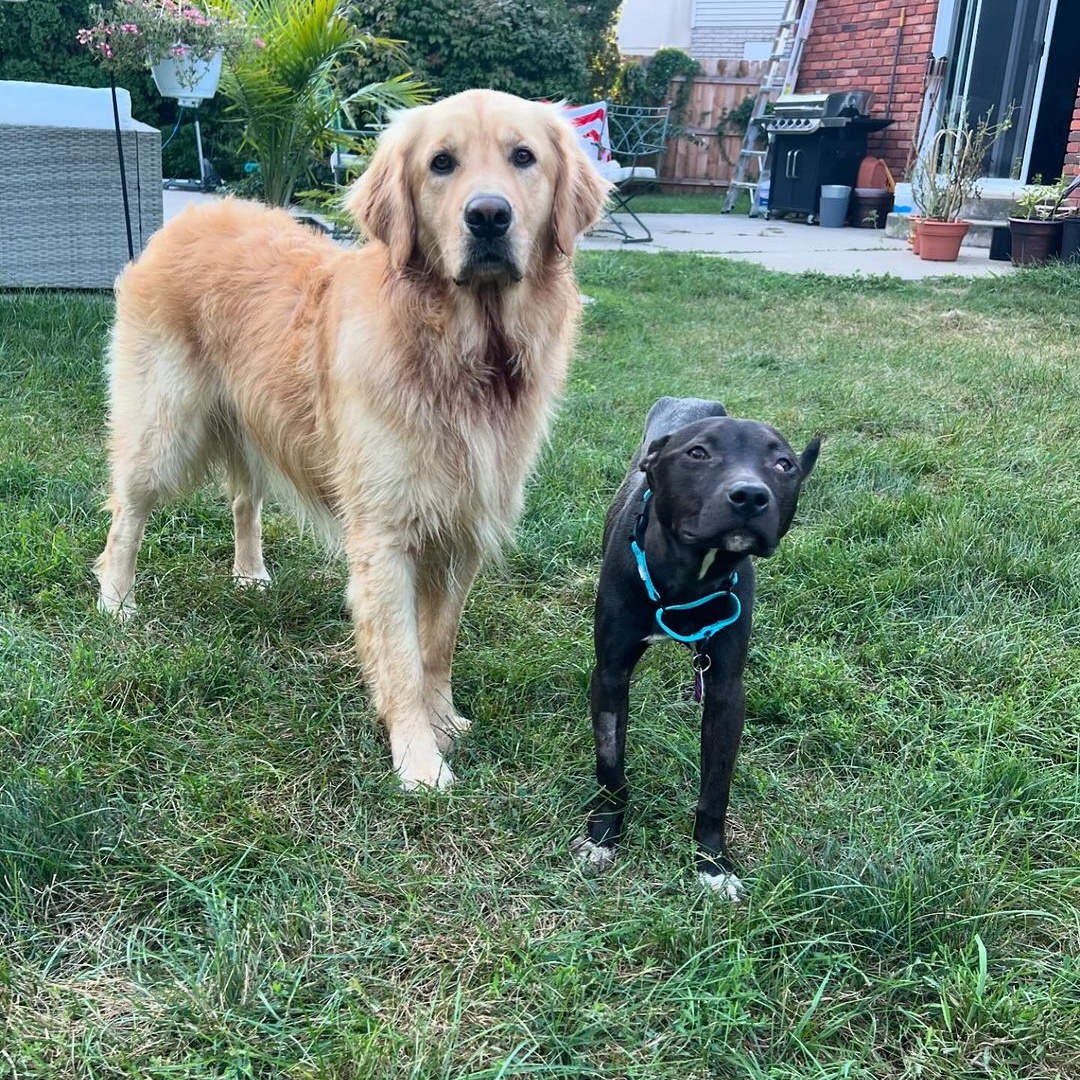 Popeye, a Adoptable mixed breed in Detroit, MI image 4/5