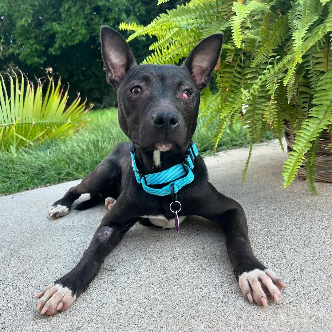 Popeye, a Adoptable mixed breed in Detroit, MI image 1/5