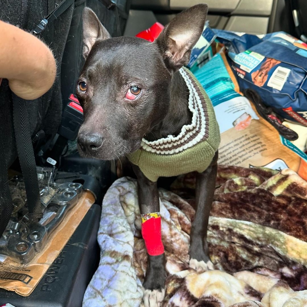 Popeye, a Adoptable mixed breed in Detroit, MI image 5/5