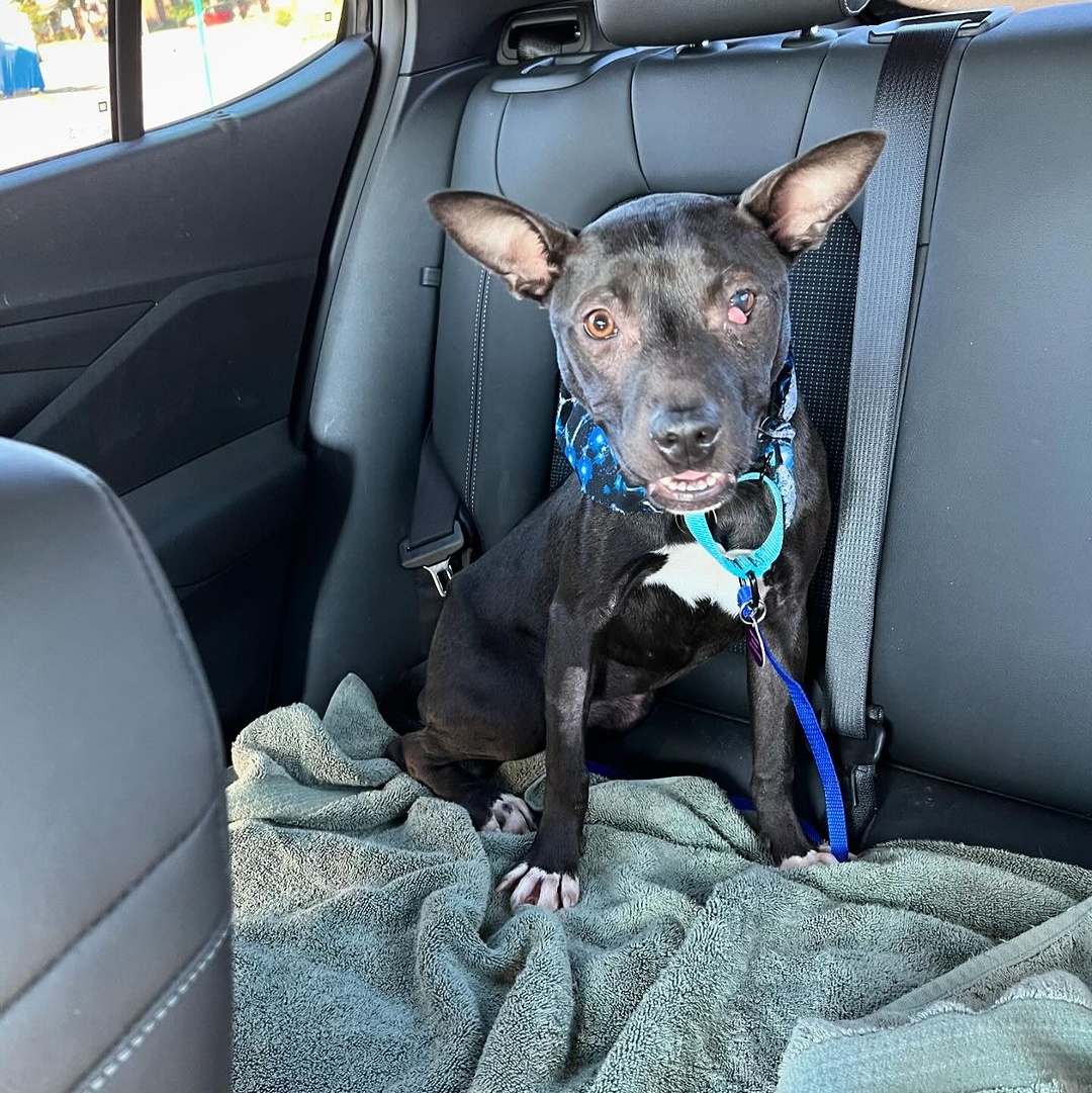 Popeye, a Adoptable mixed breed in Detroit, MI image 2/5