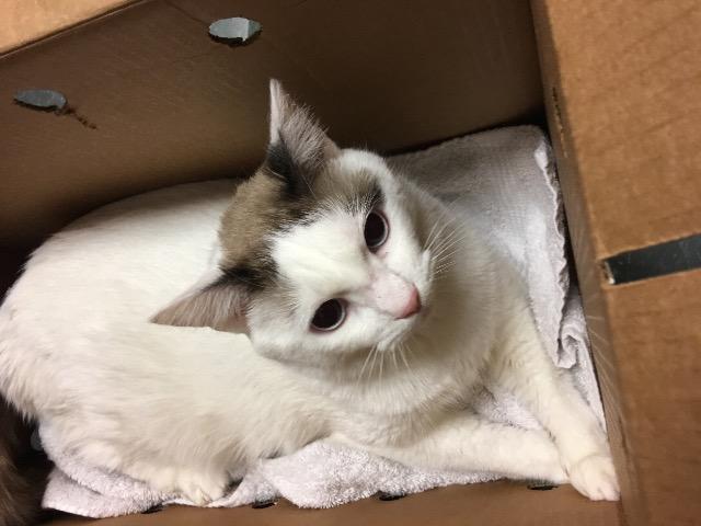 Enlarge Kenya, a Adoptable mixed breed in Houston, TX image 1/5