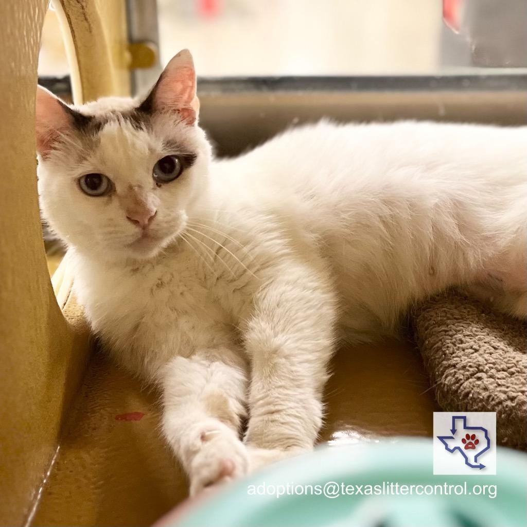 Enlarge Kenya, a Adoptable mixed breed in Houston, TX image 2/5